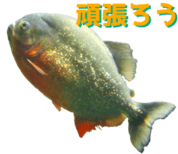 fresh water fishing sticker2 sticker #15118707