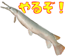 fresh water fishing sticker2 sticker #15118708