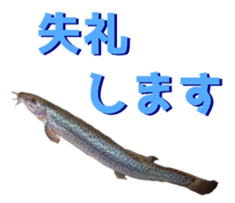 fresh water fishing sticker2 sticker #15118723