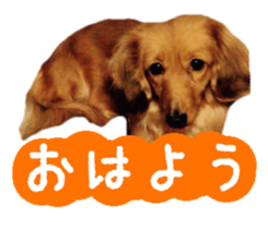 Dachshund named Eku sticker #15121980