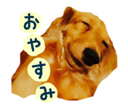 Dachshund named Eku sticker #15121981