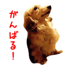 Dachshund named Eku sticker #15121982