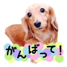 Dachshund named Eku sticker #15121983