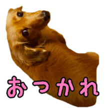 Dachshund named Eku sticker #15121984