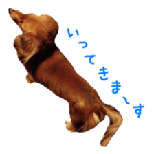 Dachshund named Eku sticker #15121985