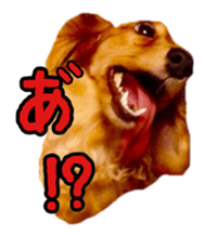 Dachshund named Eku sticker #15121987