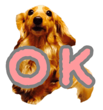 Dachshund named Eku sticker #15121988