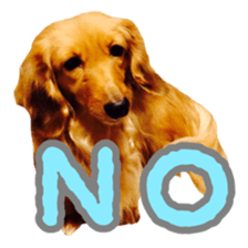 Dachshund named Eku sticker #15121989