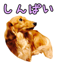 Dachshund named Eku sticker #15121990