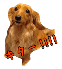 Dachshund named Eku sticker #15121991