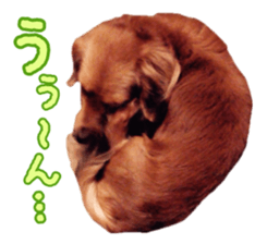 Dachshund named Eku sticker #15121992