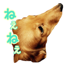 Dachshund named Eku sticker #15121994