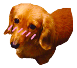 Dachshund named Eku sticker #15121995