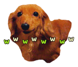 Dachshund named Eku sticker #15121996