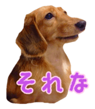 Dachshund named Eku sticker #15121997