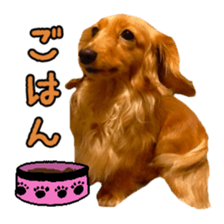 Dachshund named Eku sticker #15121999