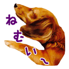 Dachshund named Eku sticker #15122000