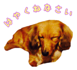Dachshund named Eku sticker #15122001