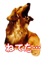 Dachshund named Eku sticker #15122002