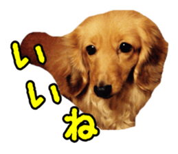 Dachshund named Eku sticker #15122003