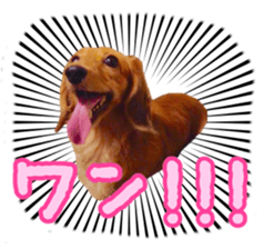 Dachshund named Eku sticker #15122004