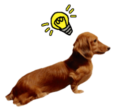 Dachshund named Eku sticker #15122005