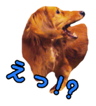 Dachshund named Eku sticker #15122007