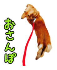 Dachshund named Eku sticker #15122008