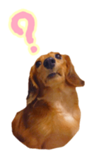 Dachshund named Eku sticker #15122009