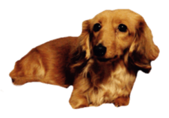 Dachshund named Eku sticker #15122010