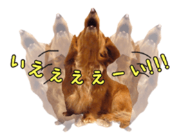 Dachshund named Eku sticker #15122011