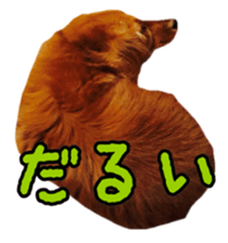 Dachshund named Eku sticker #15122012