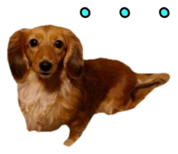 Dachshund named Eku sticker #15122013