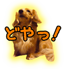 Dachshund named Eku sticker #15122014