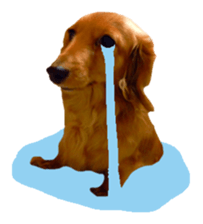 Dachshund named Eku sticker #15122015