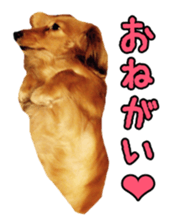 Dachshund named Eku sticker #15122016