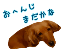 Dachshund named Eku sticker #15122017