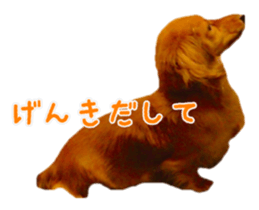 Dachshund named Eku sticker #15122018