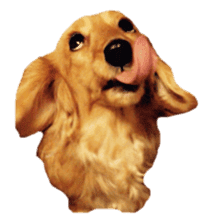 Dachshund named Eku sticker #15122019