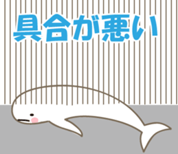 Finless porpoise Q-san sticker #15122381