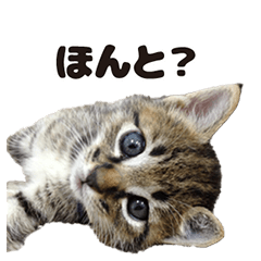 Lovely cat LEOMON