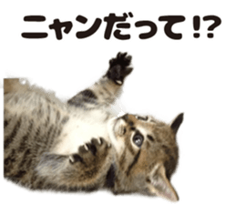 Lovely cat LEOMON sticker #15127197