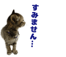 Lovely cat LEOMON sticker #15127198