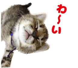 Lovely cat LEOMON sticker #15127199