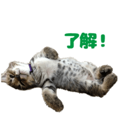 Lovely cat LEOMON sticker #15127200