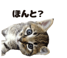 Lovely cat LEOMON sticker #15127201