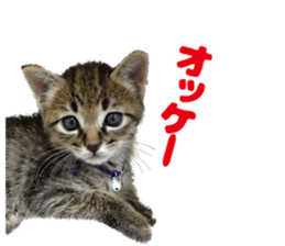 Lovely cat LEOMON sticker #15127202