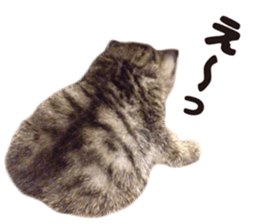 Lovely cat LEOMON sticker #15127203