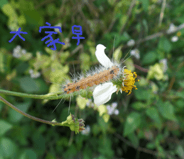 German home to sticker #15127612