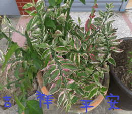 German home to sticker #15127615